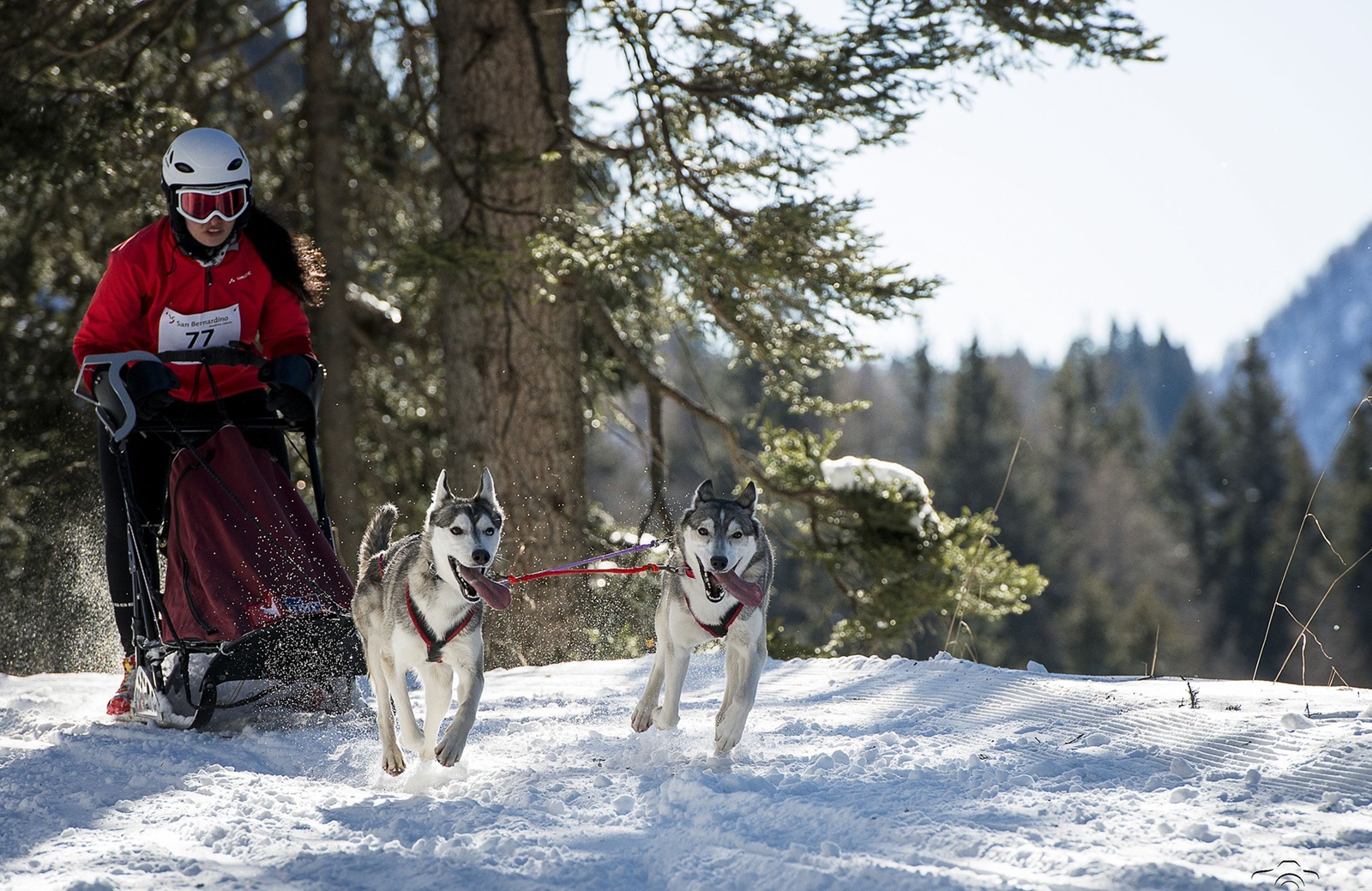 Sleddog Sanbe